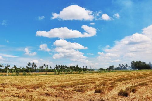 sky cloud cornfield