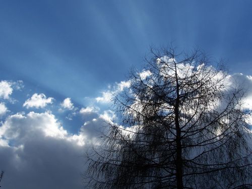 sky clouds tree