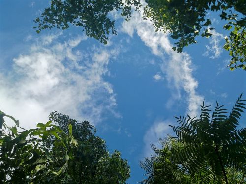 sky cloud treetops