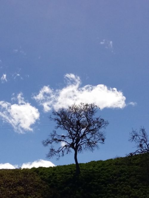 sky tree nature