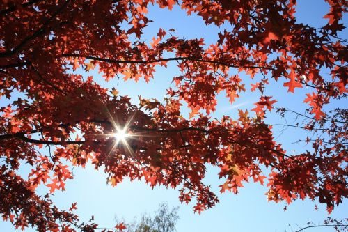 sky blue autumn