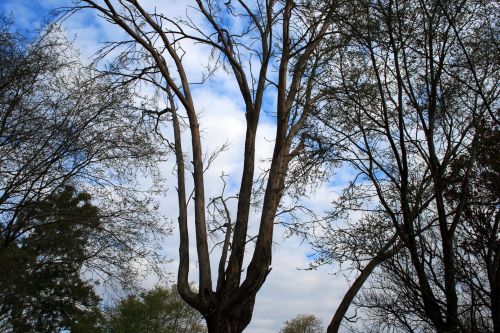 Sky And Cloud Through Trees