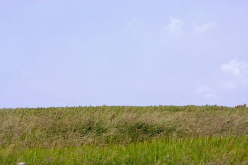 Sky And Grass Landscape