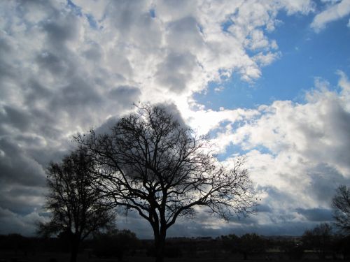 Sky And Tree With Glimmer On Clouds