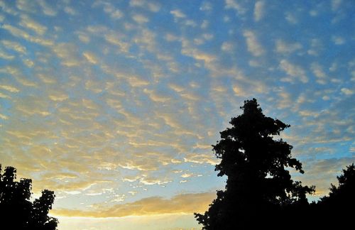 Sky And Tree With Painted Effect