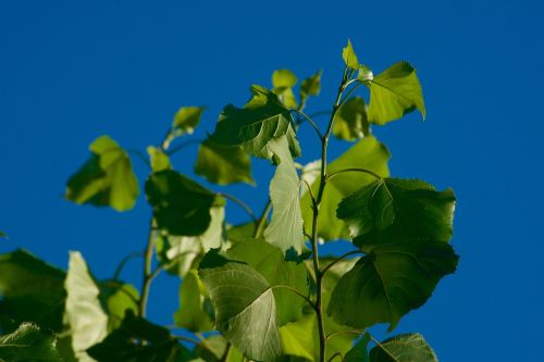 sky blue leaves green