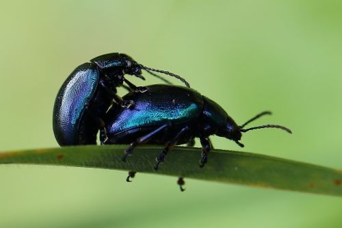 sky-blue leaf beetle pairing beetle