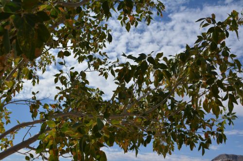 Sky Clouds Autumn Leaf Branches