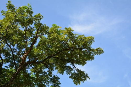 sky tree natural tree