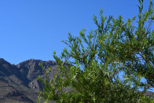 Sky Tree Mountains Background