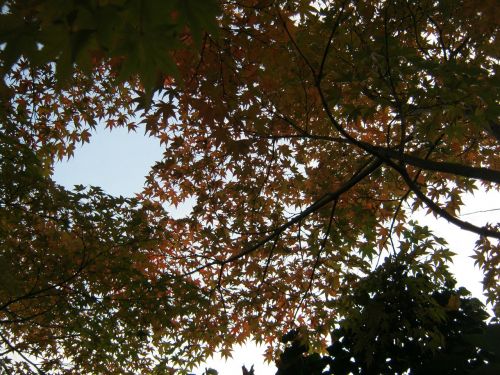 sky view canopy autumn