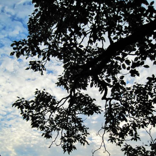 Sky With Clouds And Tree