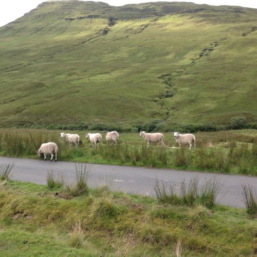 skye isle sheep