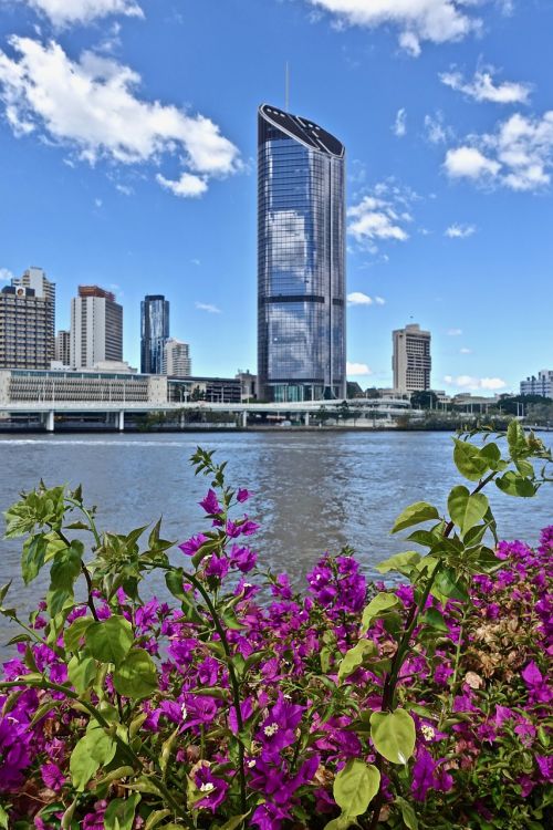 skyscraper plant purple