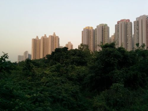 skyscrapers rainforest hong-kong