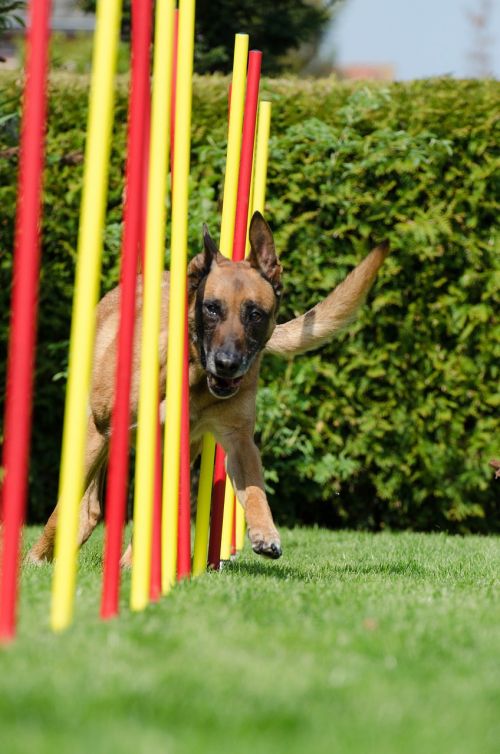 slalom hundesport malinois