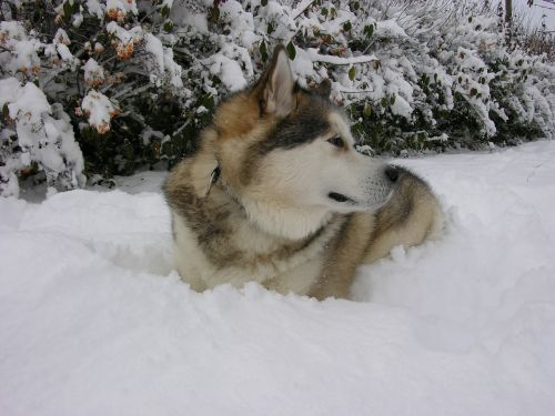 sled dog poolhond snow