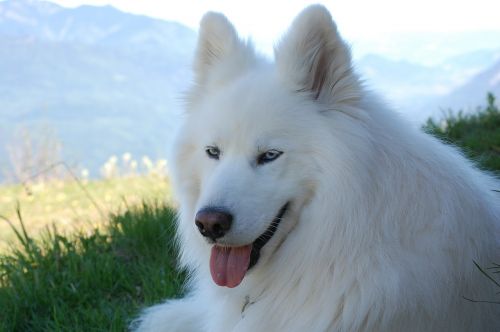 sled dog dog animal