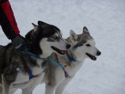 sled dog race huskies dogs
