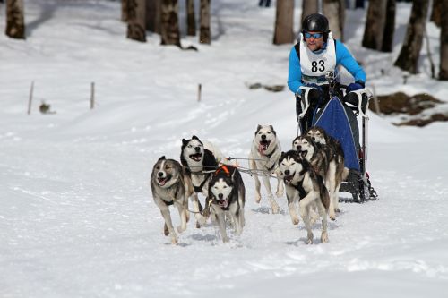 sled dog racing musher competition