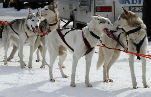 sled dog racing start competition