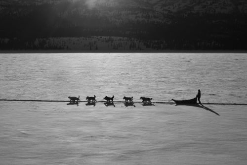 sled dog team musher silhouettes