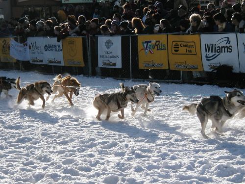 sled dogs race yukon quest