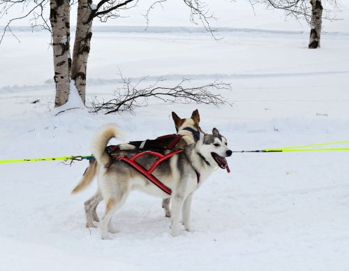 sled dogs dogs draghund