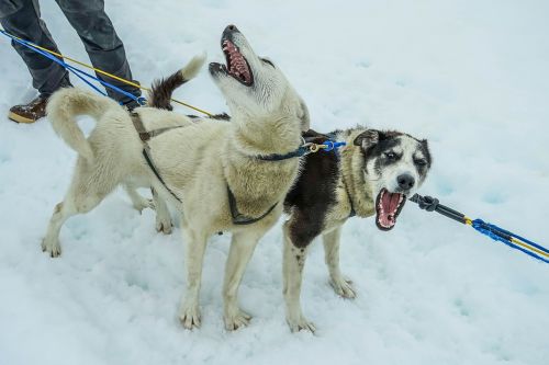 sled dogs alaska dog sled