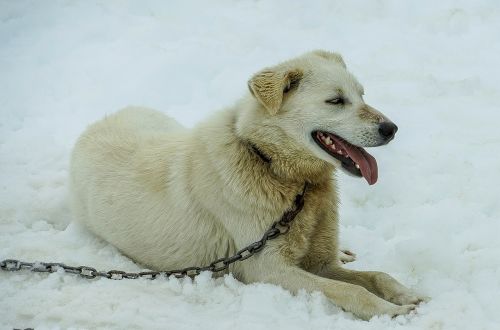 sled dogs alaska dog sled