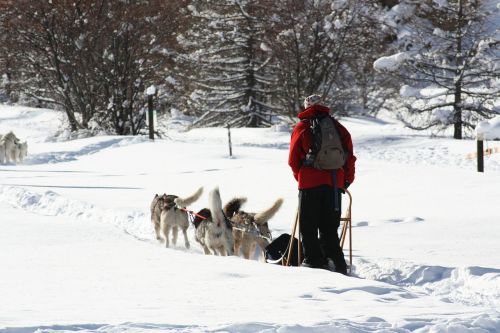 sled dogs queiras snow