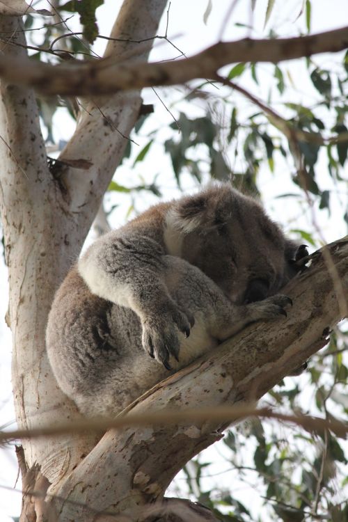 sleep bear koala