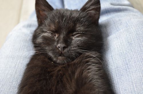 sleep hugo black cat