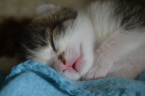 sleep baby cat kitten