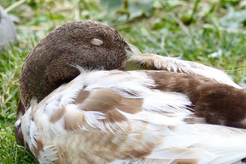 sleep water duck bird