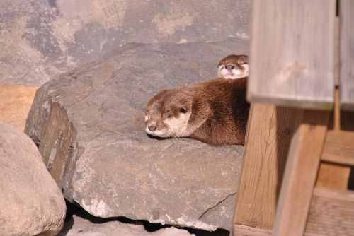 sleeping otter zoo