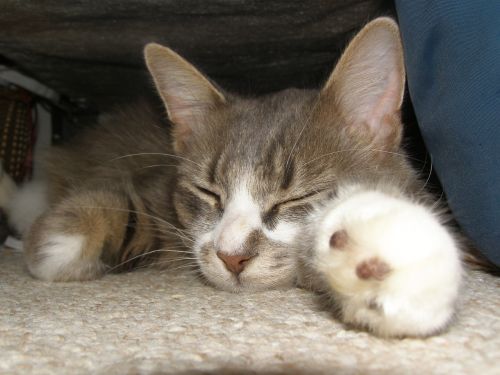 sleeping cat kitten