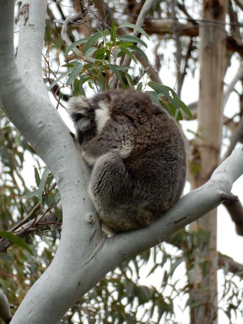 sleeping koala australia
