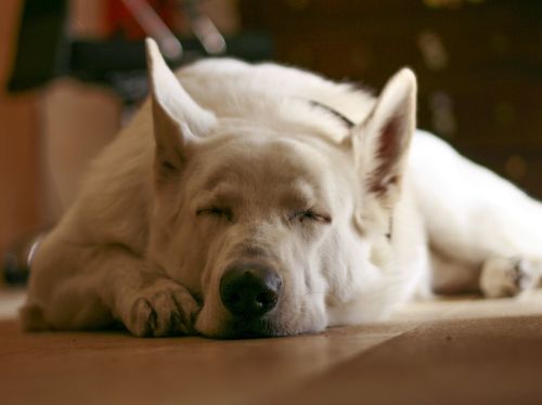 sleeping dog white