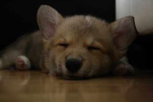 sleeping corgi dog