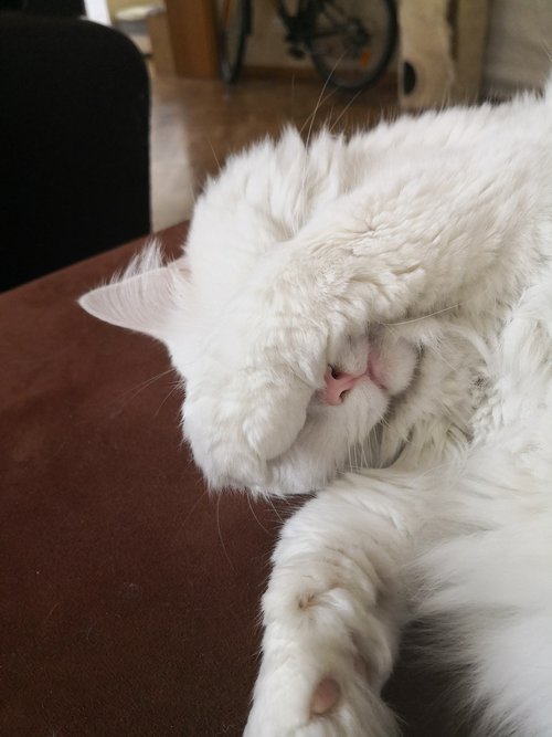 sleeping  cat  white