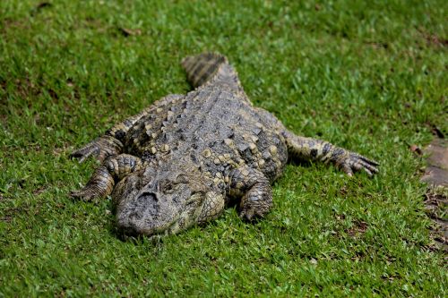 sleeping alligator alligator açu reptile