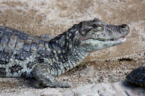 sleeping alligator reptile wild animal