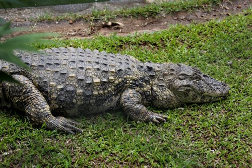 sleeping alligator alligator açu reptile