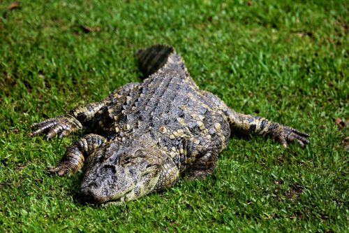 sleeping alligator alligator açu reptile
