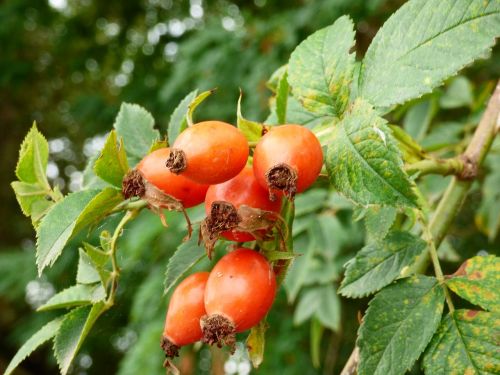 sleeping beauty rose fruits