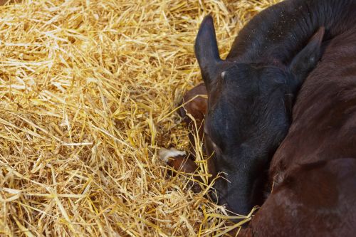 Sleeping Calf