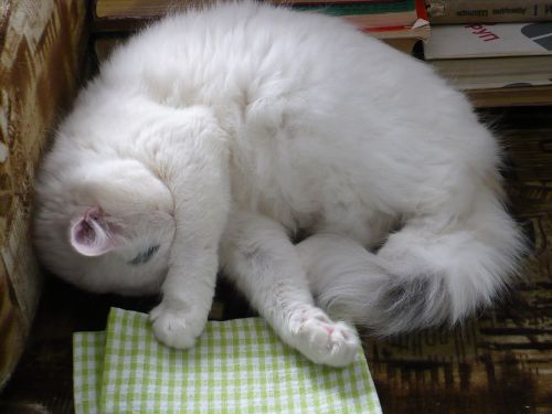 sleeping cat indoors longhair