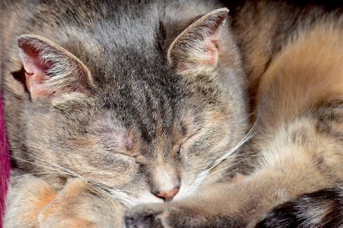 sleeping cat portrait cat