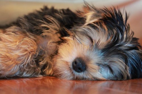 sleeping dog yorkshire terrier puppy